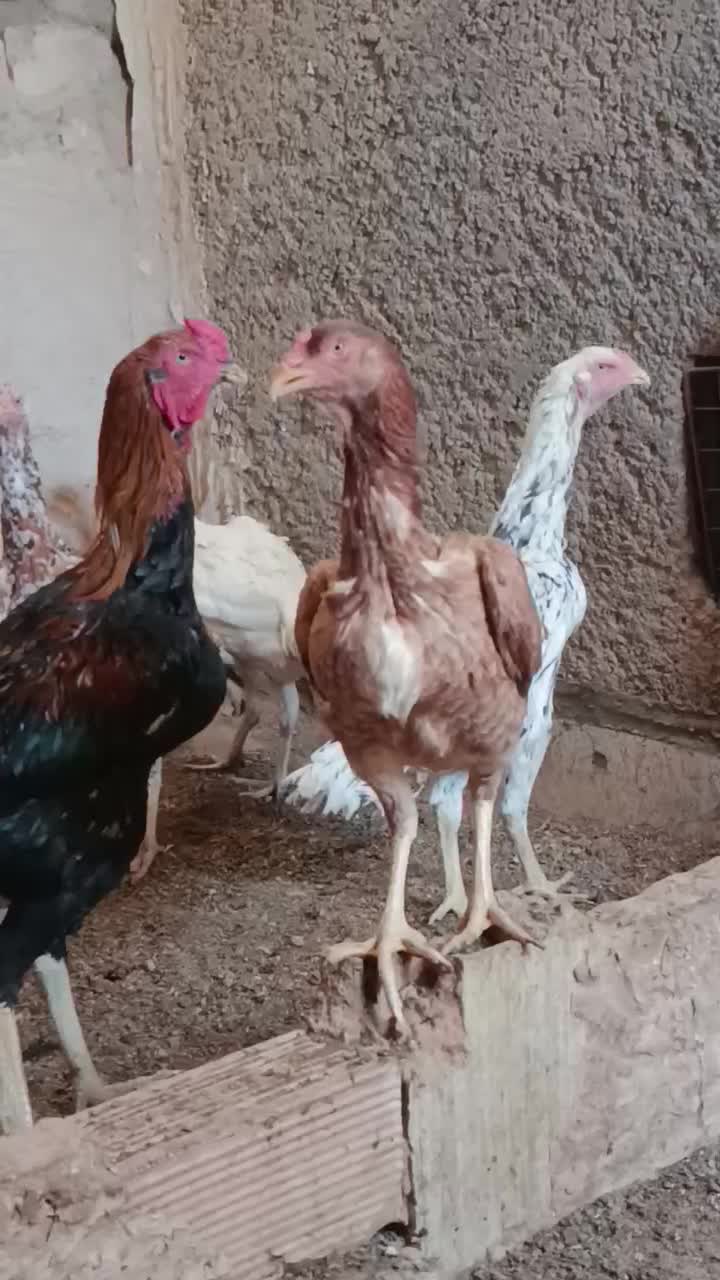 مرغ لاری اصل 6 عدد|حیوانات مزرعه|قرچک, زیبا شهر|دیوار