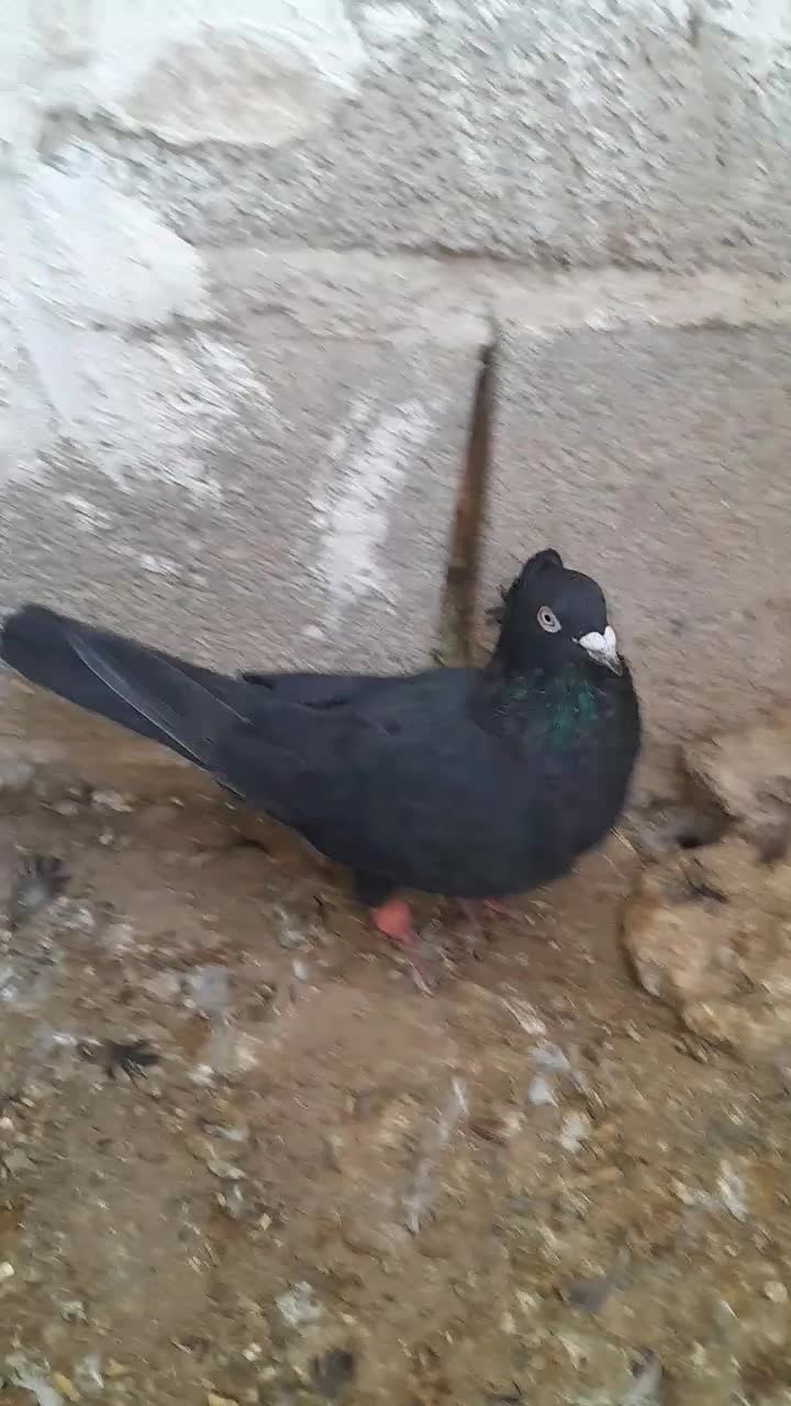 ۱جفت پلاکی بقیش رنگی خریدار واقعی بیاد|پرنده|فورگ, |دیوار