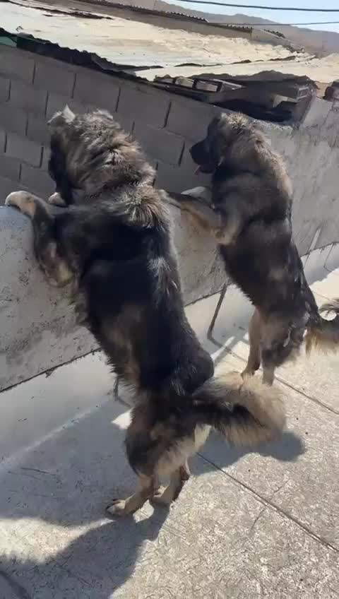 چاوچاو آلابای فروشی قفقازی درجه یک|سگ|کرج, فاز ۱ مهرشهر|دیوار