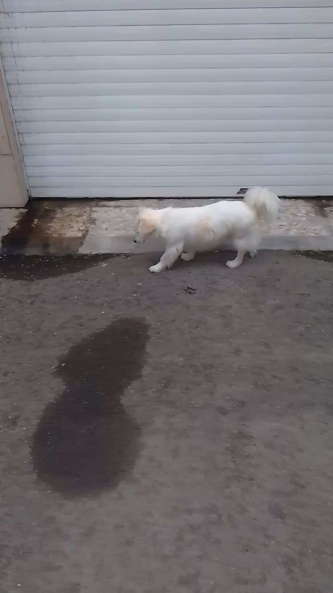 واگذاری سگ|سگ|محمودآباد, |دیوار