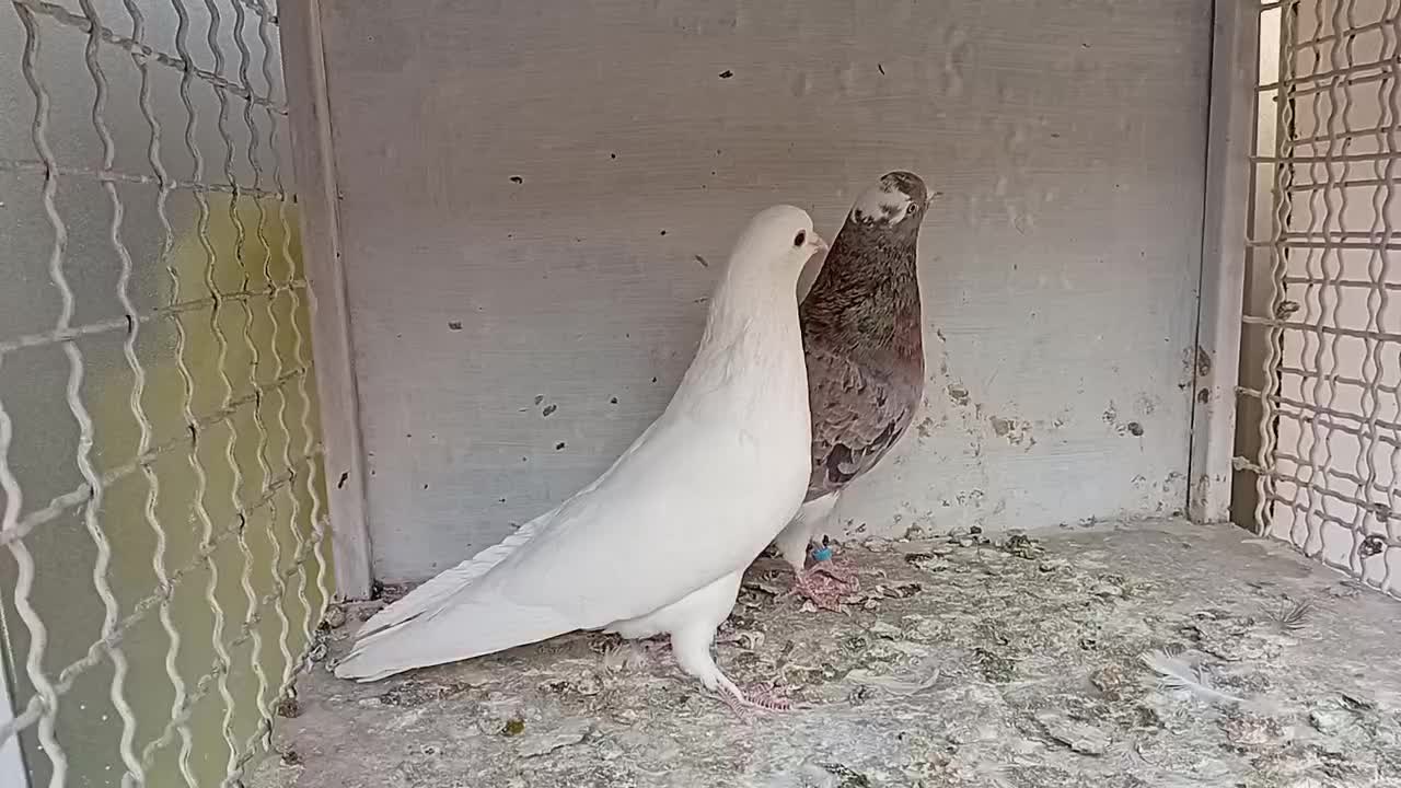 کبوترهماسرور|پرنده|کهریزک, |دیوار