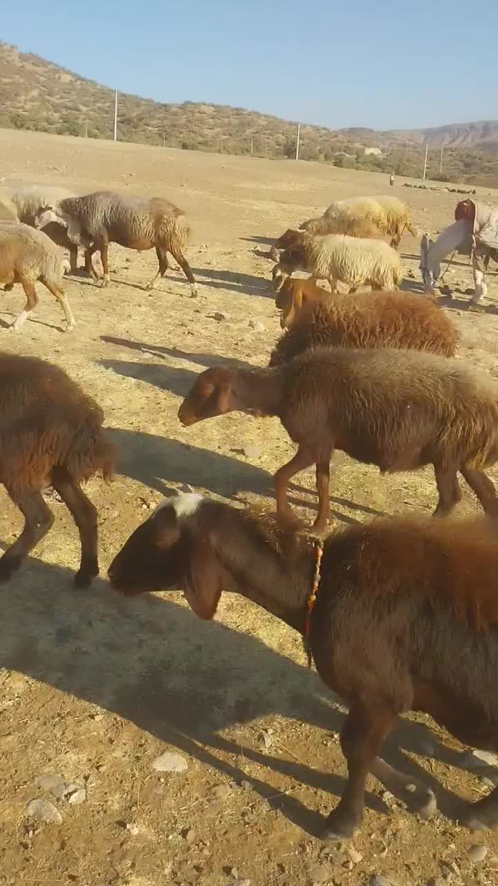 الاغ نر گلیه ای قیمت 8 میلیون به شرط|حیوانات مزرعه|الشتر, |دیوار