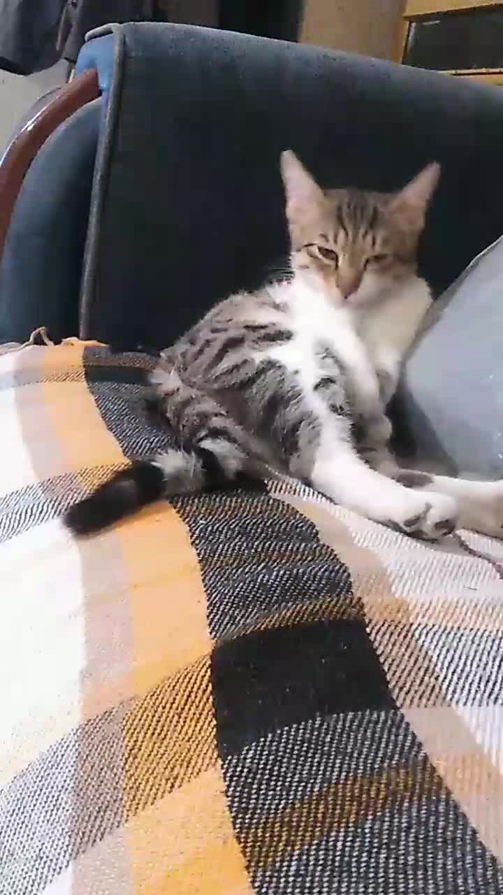 واگذاری گربه پسر‌۷ ماهه(شرح در توضیحات)|گربه|ارومیه, |دیوار