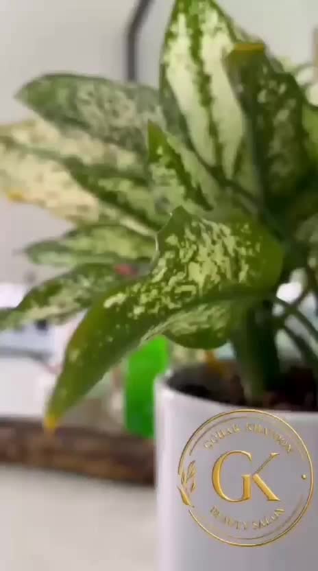 پوست شفاف با اصلاح عربی پاکسازی حرفه ای+ترمیم ابرو|خدمات آرایشگری و زیبایی|مشکین‌دشت, |دیوار