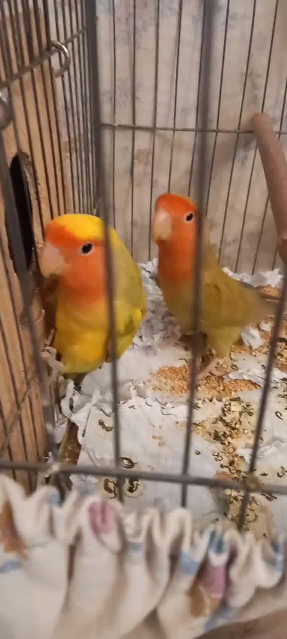 یک جفت طوطی کوتوله برزیلی دستی سخنگو کارداده|پرنده|تهران, سلیمانی|دیوار