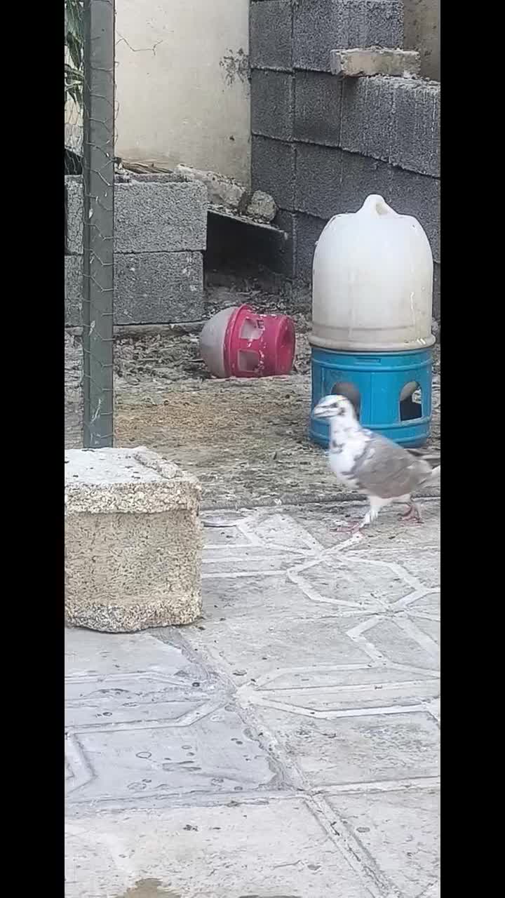 بزک سینه سفید|پرنده|شیراز, آبیاری|دیوار