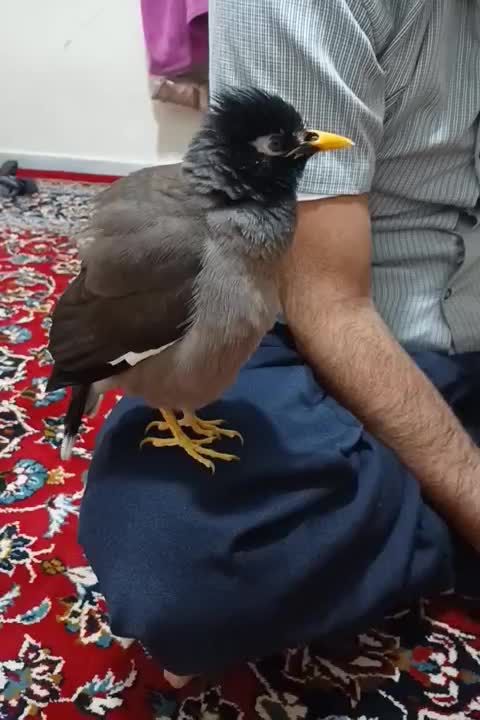 مرغ مینا|پرنده|تهران, قزل قلعه|دیوار