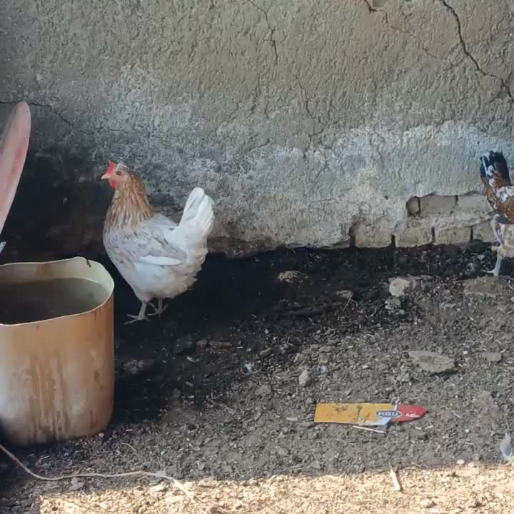 مرغ و خروس جوجه تخم مرغ گلین|حیوانات مزرعه|کردکوی, |دیوار