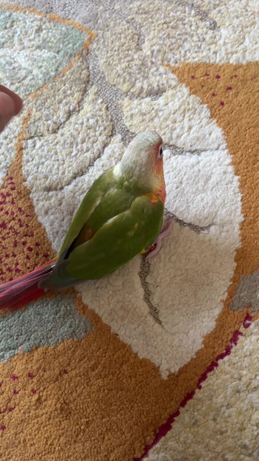 طوطی گرینچیک آناناسی|پرنده|بهبهان, |دیوار