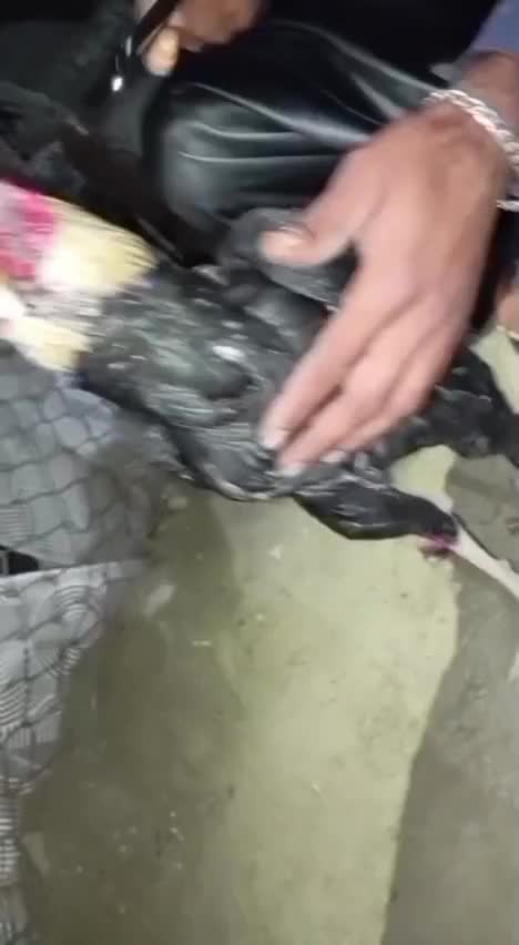 جاوا|حیوانات مزرعه|کنارک, |دیوار