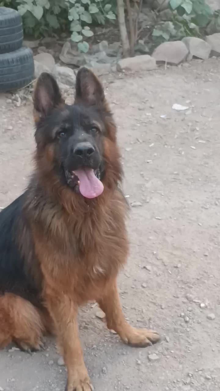 ژرمن شپرد|سگ|تهران, افسریه جنوبی|دیوار