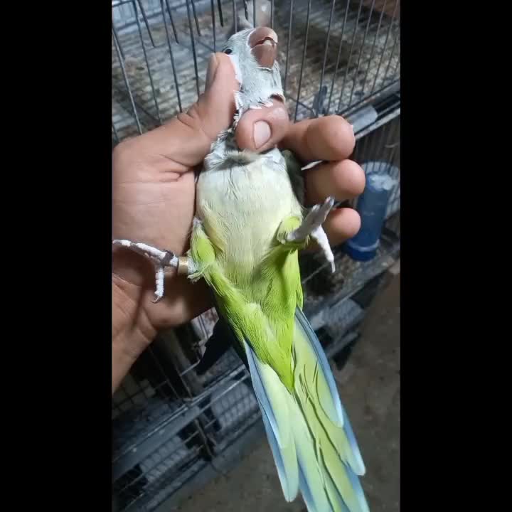 طوطی راهب سبز مولد|پرنده|محمدشهر, محمدشهر|دیوار