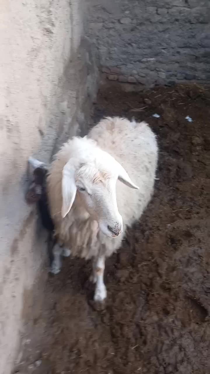 گوسفند|حیوانات مزرعه|نیشابور, شهرک زرگران|دیوار