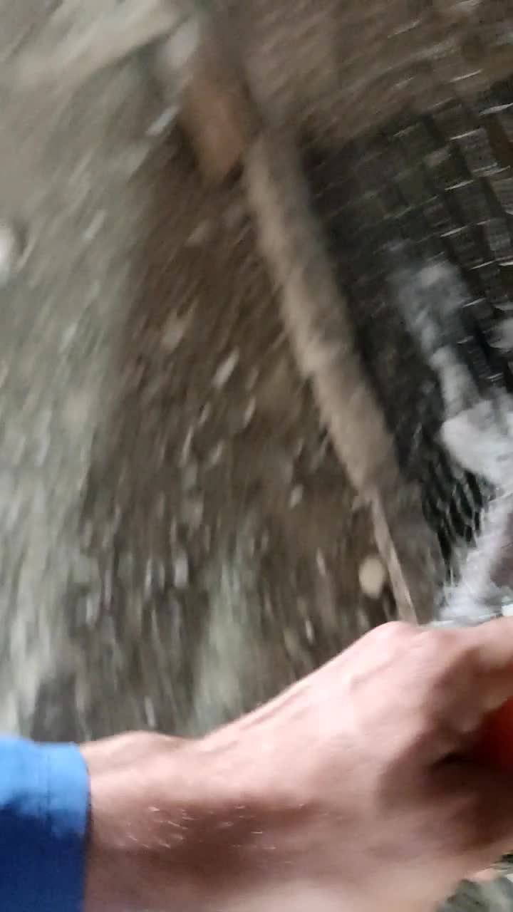 کبوتر|پرنده|مسجد سلیمان, |دیوار