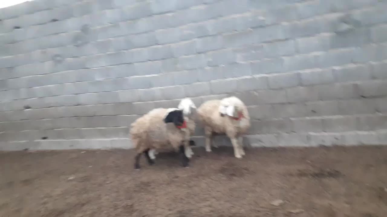 بره ماده،دوبهر،تقلی،میش،بز|حیوانات مزرعه|مبارکه, |دیوار