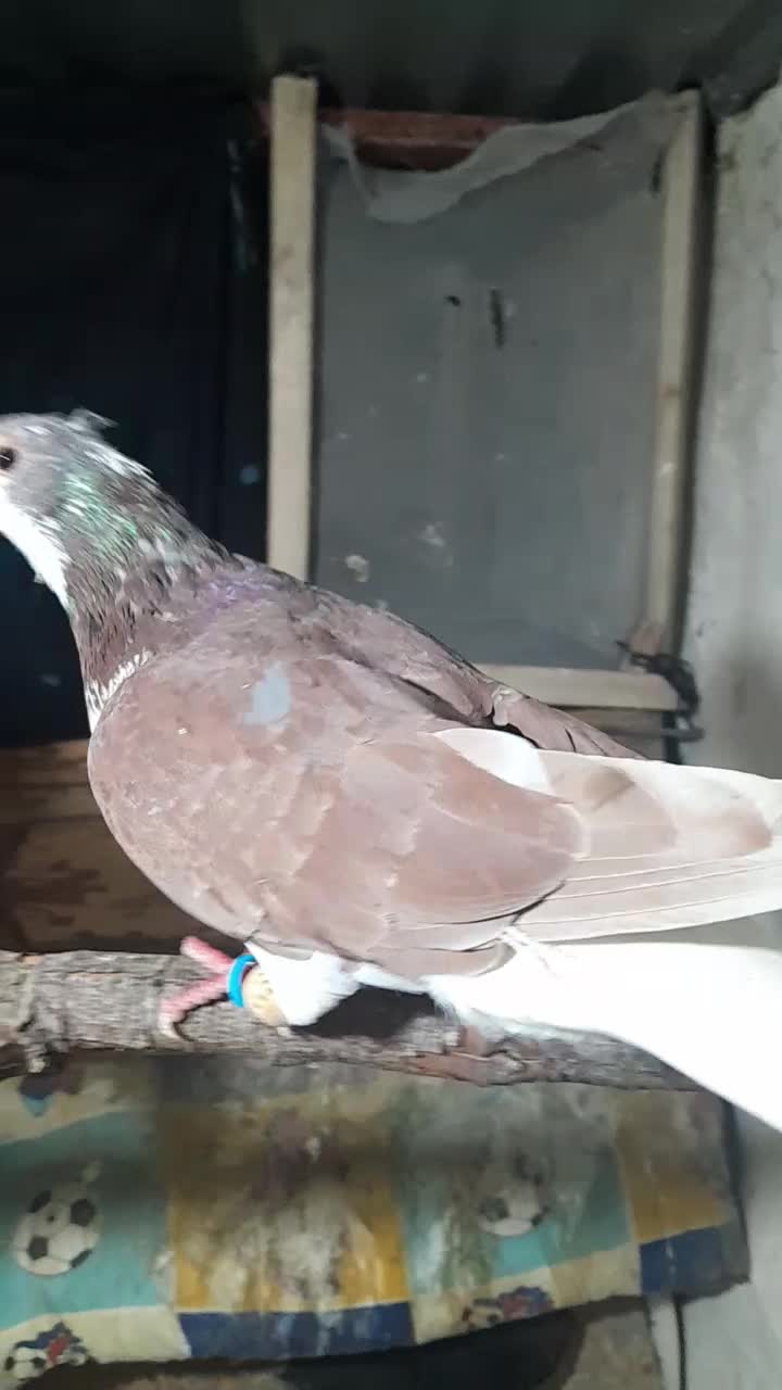 ۶۰۰|پرنده|شیروان (خراسان), |دیوار