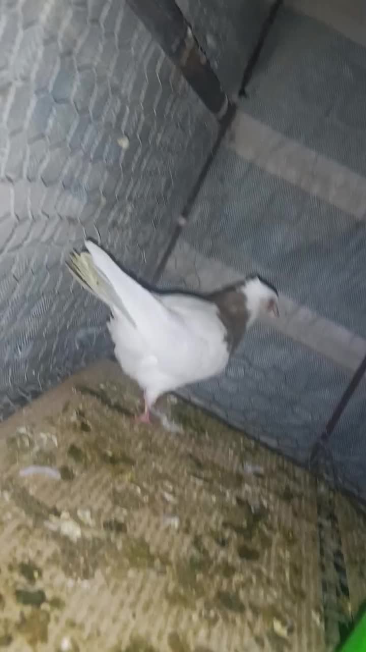 طوقی|پرنده|زاگرس, |دیوار