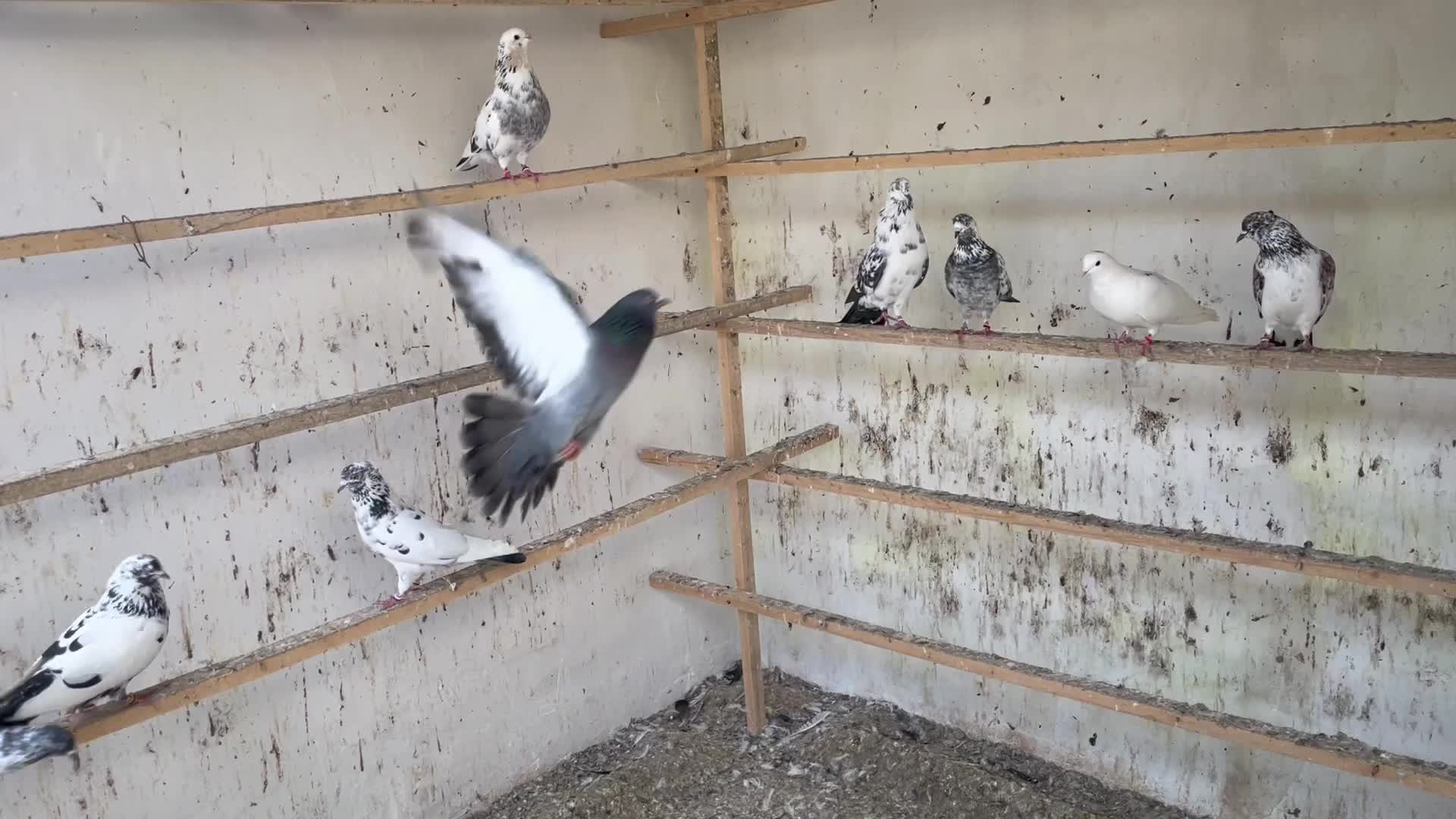 کبوتر پرشی|پرنده|گرگان, |دیوار