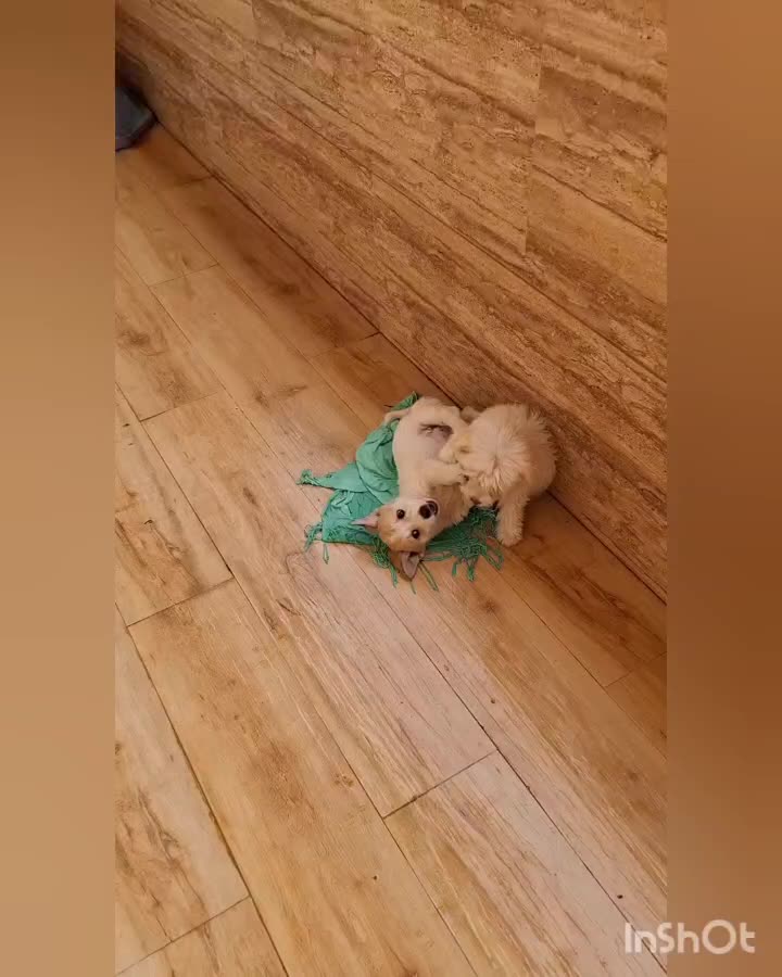 سگ پاکوتاه|سگ|تالش, هشتپر|دیوار