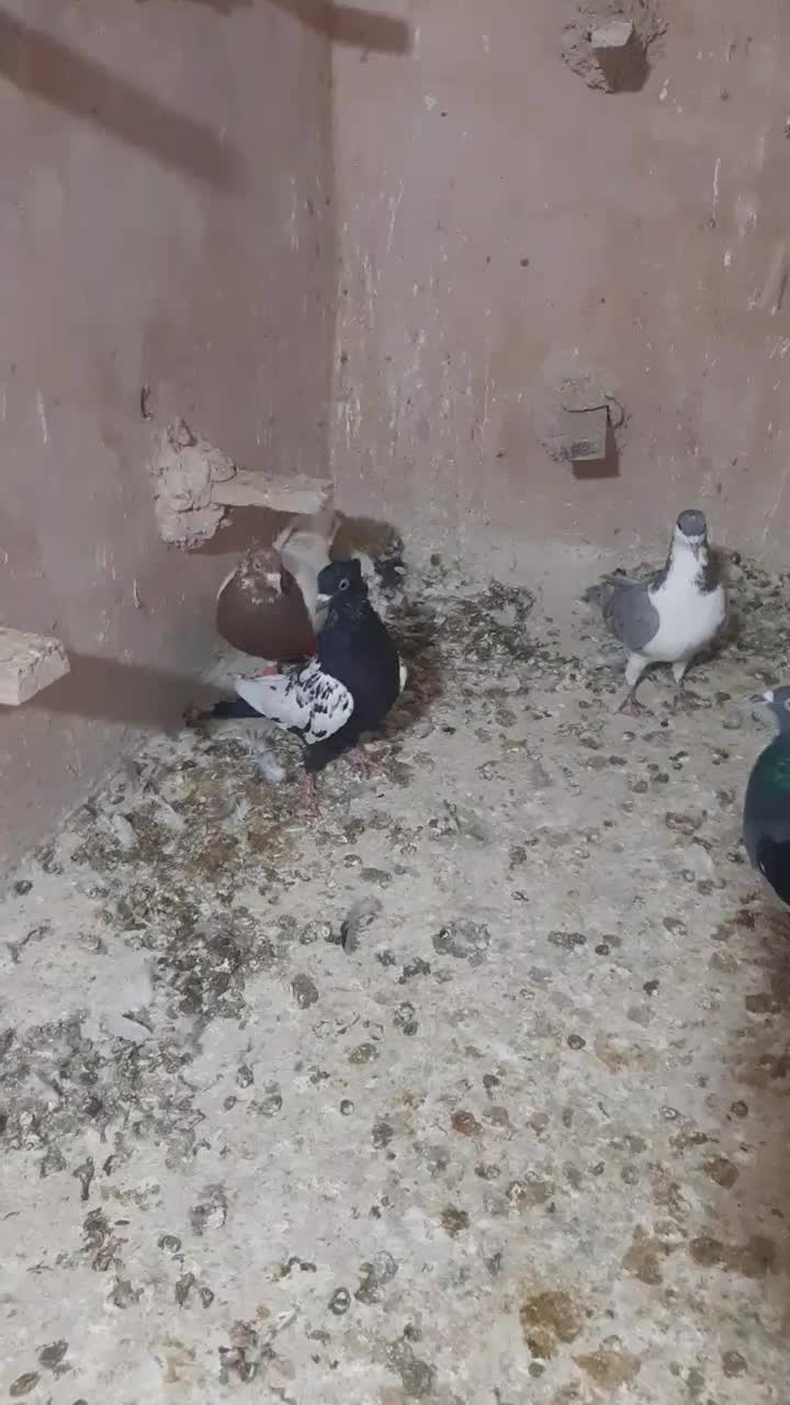 ۷ عددکبوتر|پرنده|اسفراین, |دیوار