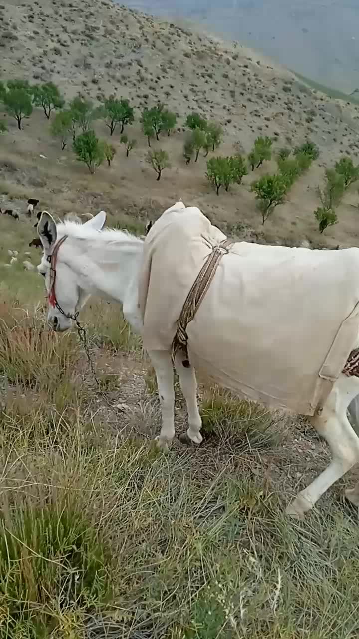 دو عدد الاغ ماده درجه یک در کوه های چاهجهان|حیوانات مزرعه|شیروان (خراسان), |دیوار
