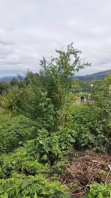 زمین مناسب بوم گردی در گیلان|فروش زمین و ملک کلنگی|لاهیجان, آهندان|دیوار