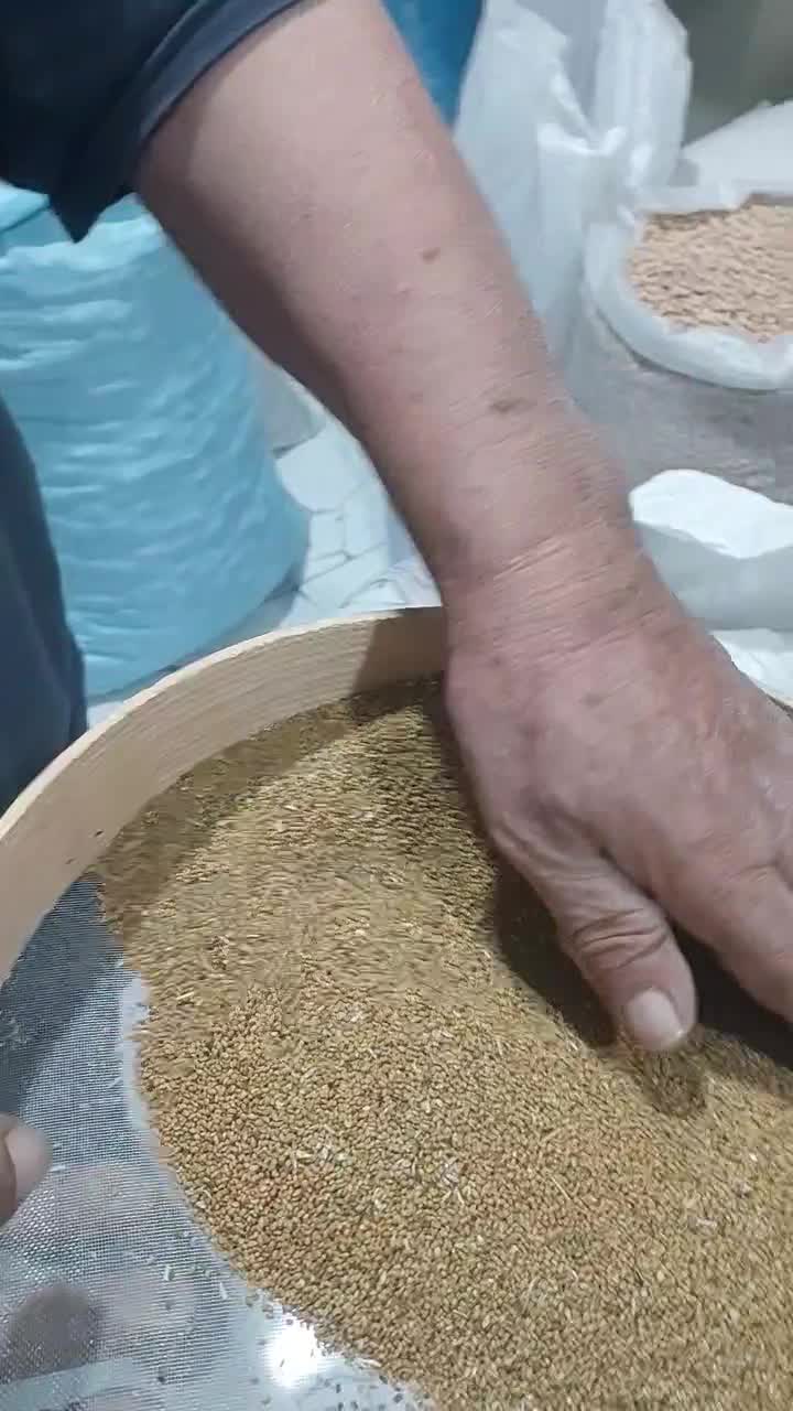 بذر یونجه همدانی پایه بلند پرشاخ برگ‌ضمانت کتبی|عمده‌فروشی|ملایر, |دیوار