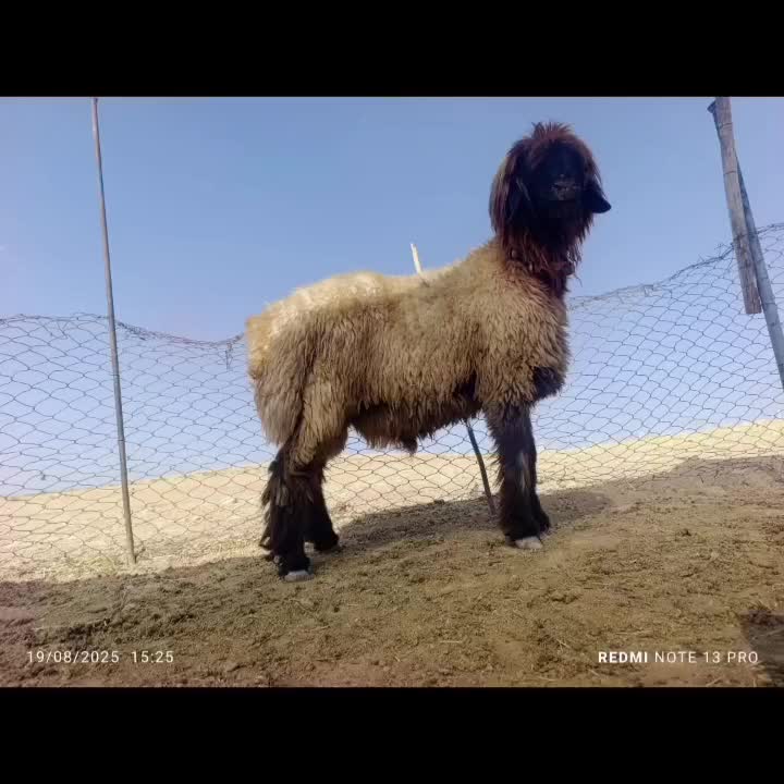 بره قوچ بختیاری|حیوانات مزرعه|ارژن, |دیوار