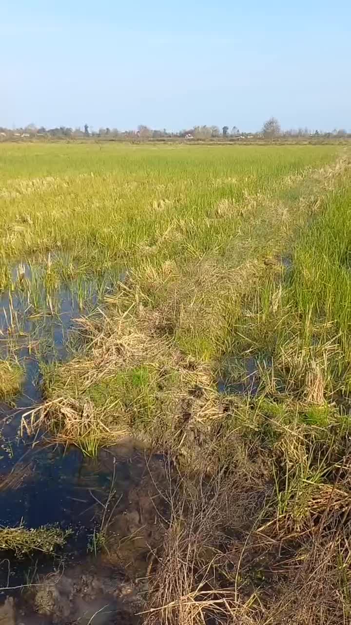 فروش زمین زراعی ۲۸۰۰متری لنگرود روستای ارباستان|فروش زمین و ملک کلنگی|رودبنه, |دیوار