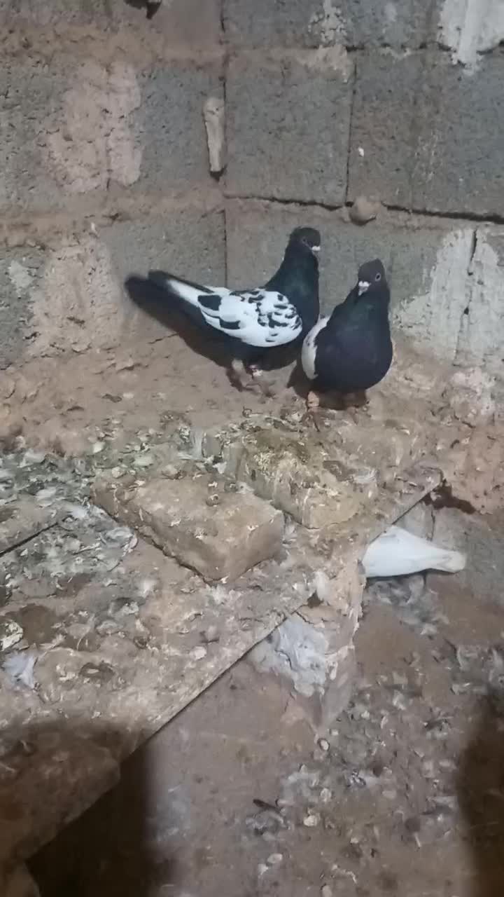 کبوتر|پرنده|سبزوار, قاضی زاد|دیوار