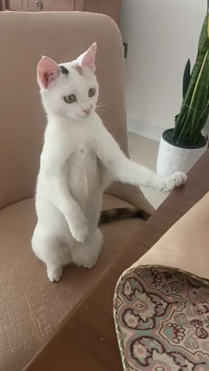 واگذاری گربه|گربه|زنجان, |دیوار