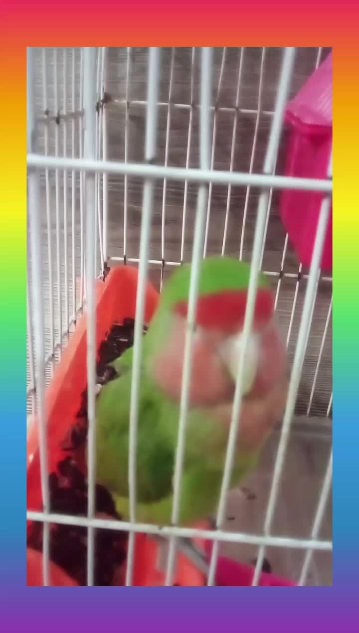 طوطی برزیلی صورت هلویی|پرنده|مهدی شهر, |دیوار