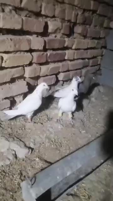 کبوتر|پرنده|نی‌ریز, |دیوار