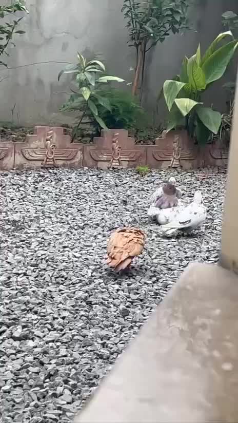 کبوتر ماده کاکل پشت سنگی|پرنده|آمل, |دیوار