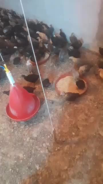 جوجه محلی نژاد شیخ هادیان|حیوانات مزرعه|مرودشت, محمد آباد|دیوار