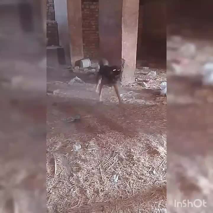 سگ نگهبان|سگ|قنوات, |دیوار