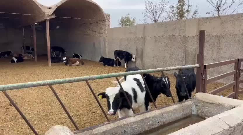 گوساله و دام زنده فروشی|حیوانات مزرعه|تهران, گرگان|دیوار