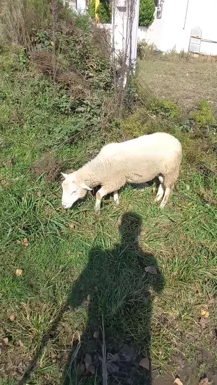 گوسفند رومانف و لاکون|حیوانات مزرعه|کیاشهر, |دیوار