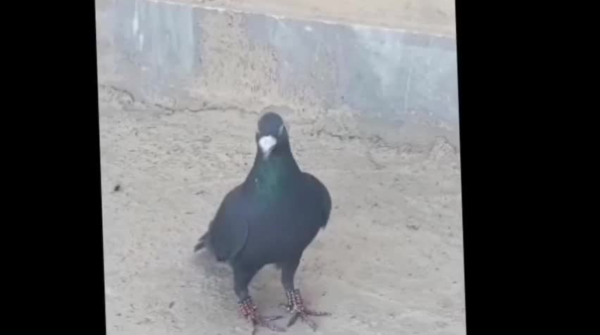 زاغ کاکل|پرنده|زهک, |دیوار