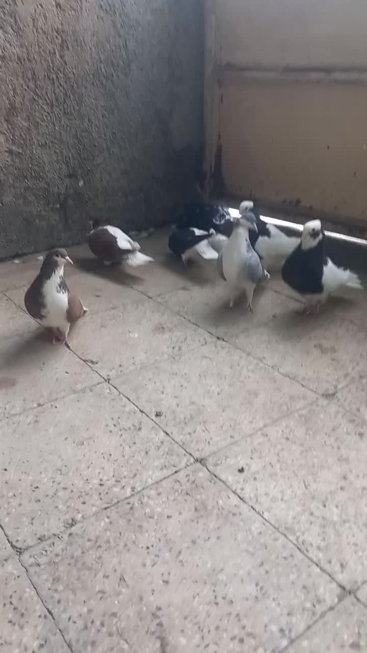 کبوتر سیاه پوش|پرنده|اقبالیه, |دیوار