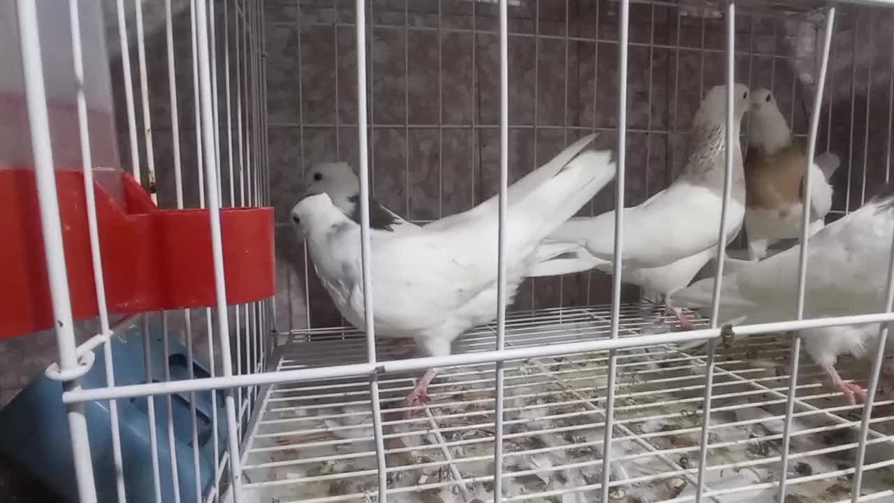 کبوتر|پرنده|دهدشت, |دیوار