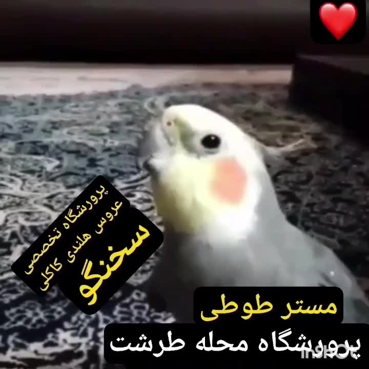 عروس هلندی سخنگو چلوندنی مولد تضمینی واکسینه شده|پرنده|تهران, طرشت|دیوار