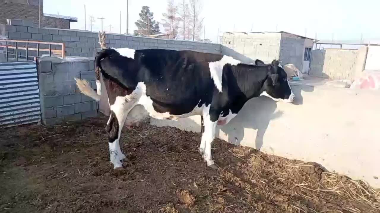 گاو شیری|حیوانات مزرعه|باشتین, |دیوار