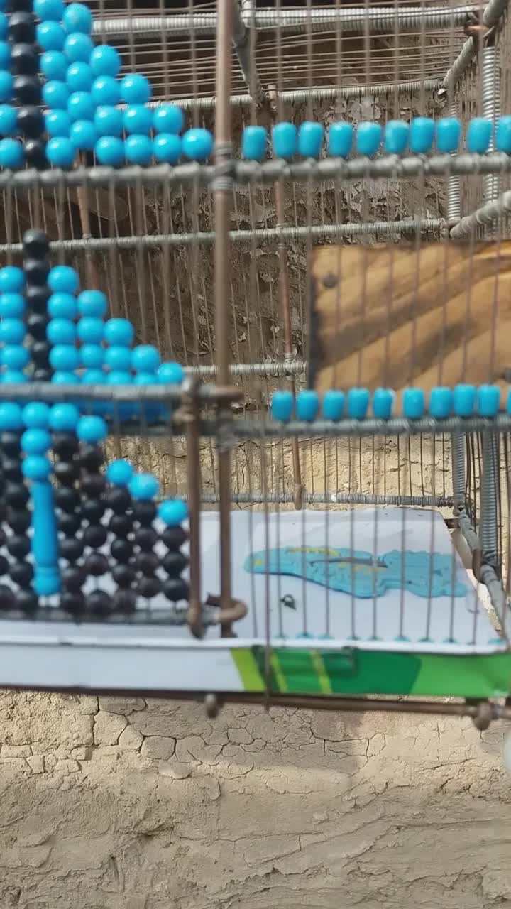 قفس دکور دستبافت سهره|لوازم جانبی حیوانات|شهریار, شهرک امیریه|دیوار