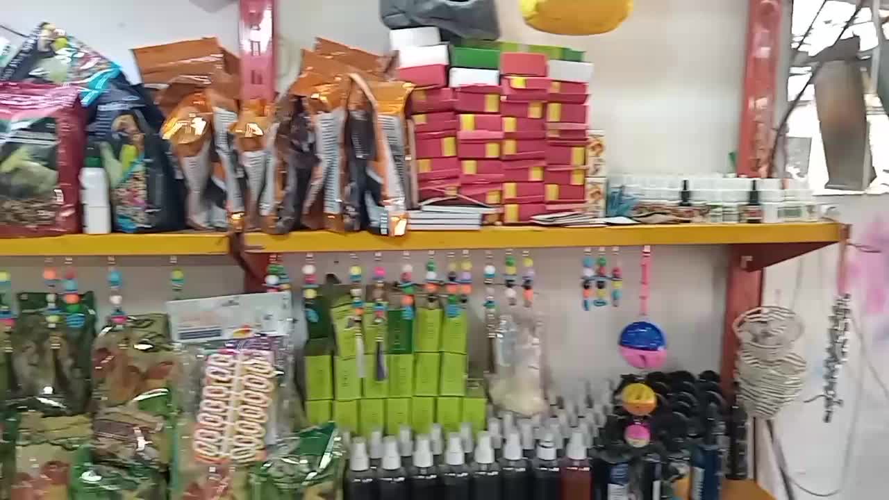 انواع عروس هلندی بار جدید|پرنده|کوهدشت, |دیوار