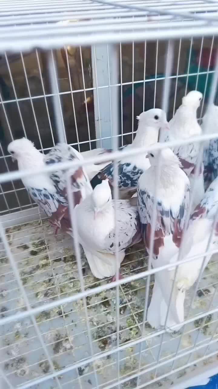 بارجدید|پرنده|دورود, |دیوار