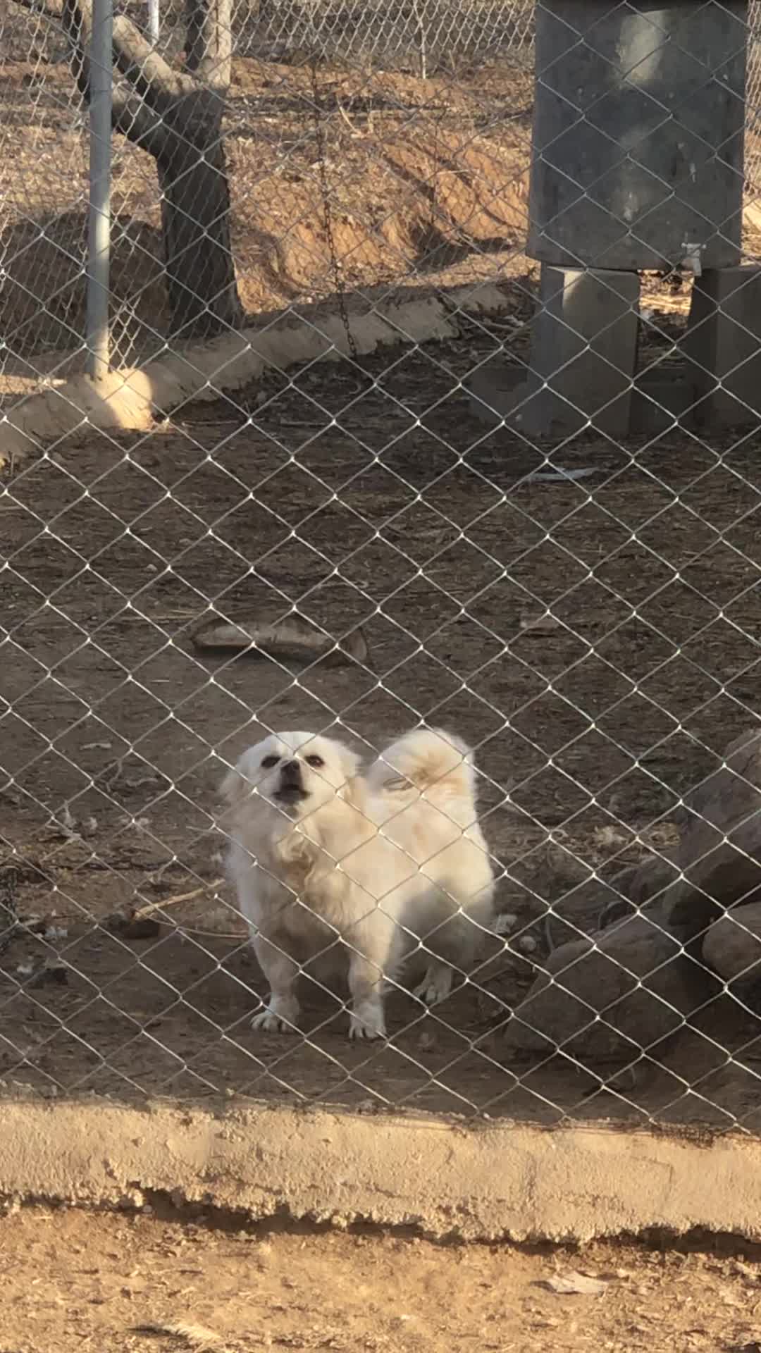 پامر اشپیتز|سگ|خرمدره, |دیوار