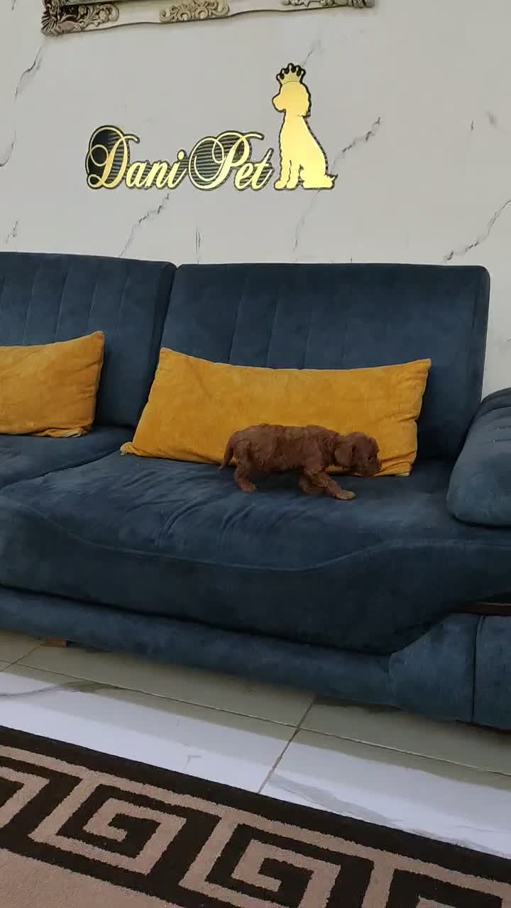 توله مینیاتور پودل ابریکات نقد و اقساط|سگ|تهران, وردآورد|دیوار