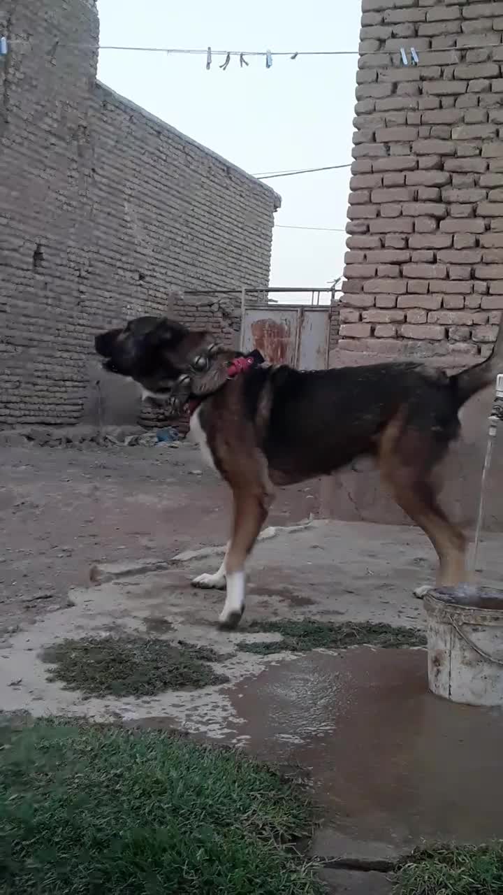 سگ گله|سگ|چناران, |دیوار