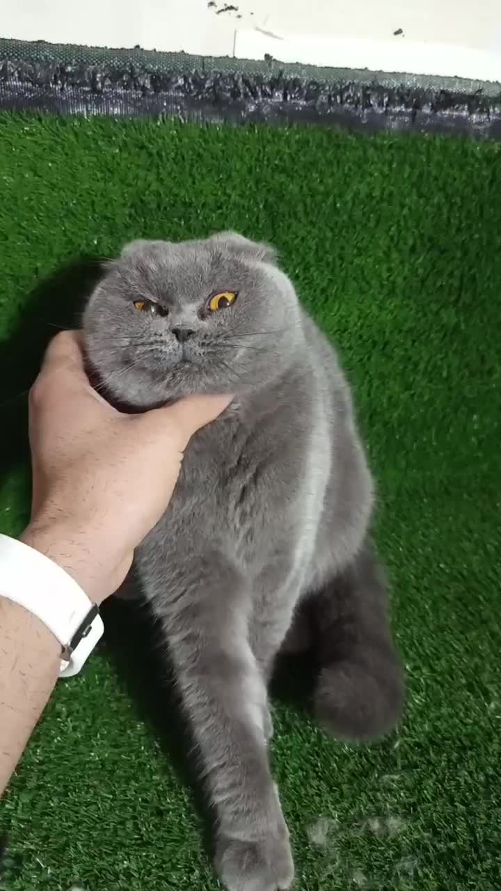 اسکاتیش بلو ماده|گربه|قزوین, |دیوار